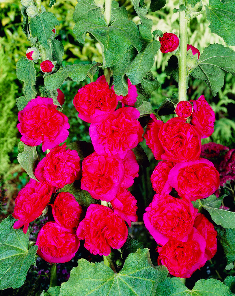 Stokrose-Alcea Rød 1-pakning